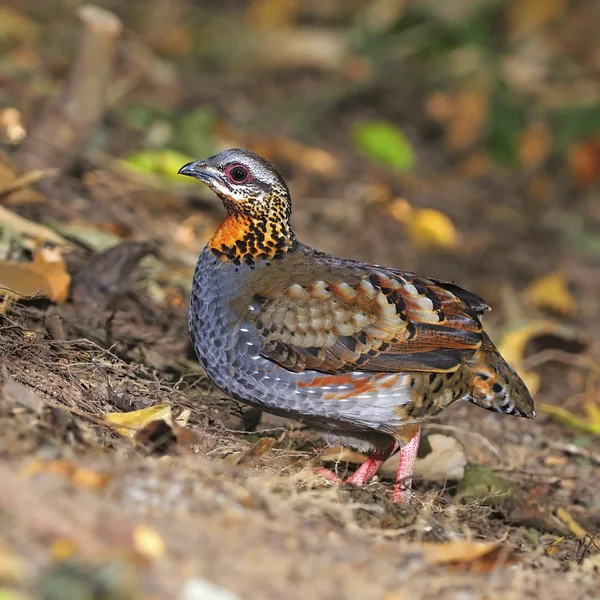 Rufous perlisty Kuropatwa — Zdjęcie stockowe