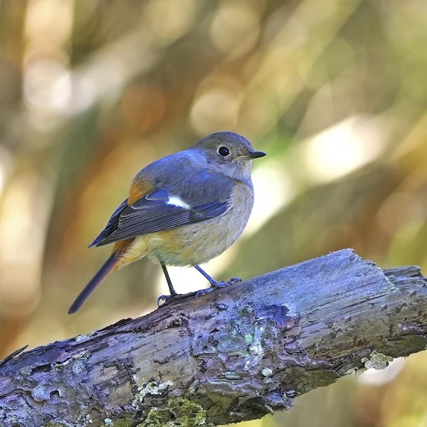 Vrouwelijke Daurische roodstaart — Stockfoto