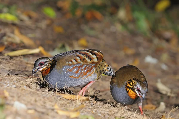 Perdiz de garganta rufa — Foto de Stock