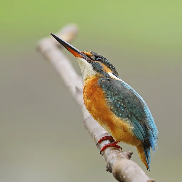 Female Common Kingfisher — Stock Photo, Image