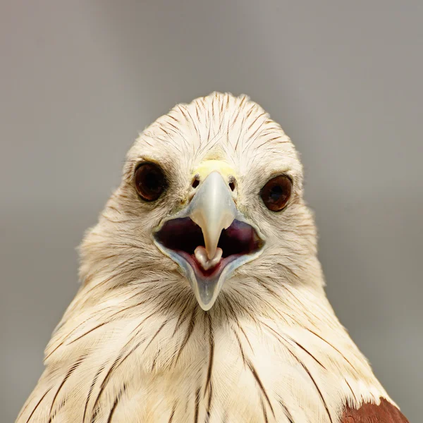 Brahminy Kite — Stock Photo, Image