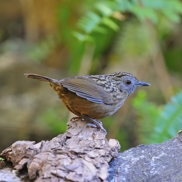 Gestreepte winterkoningen babbler — Stockfoto