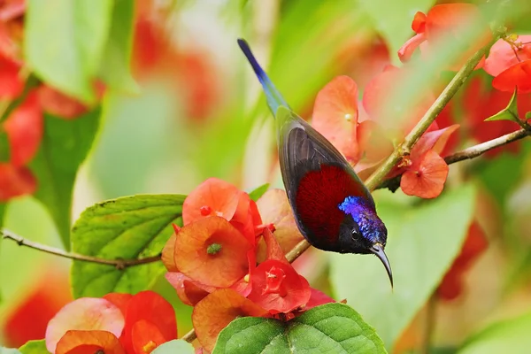 Uccello solare — Foto Stock