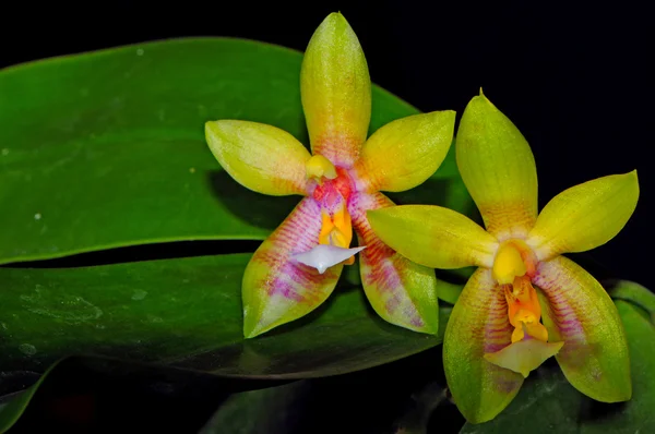 Hybryda Phalaenopsis — Zdjęcie stockowe