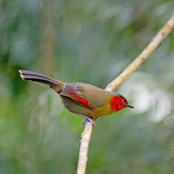 Scarlet-faced Liocichla — Stock Photo, Image
