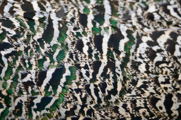 Pluma de Peafowl verde —  Fotos de Stock