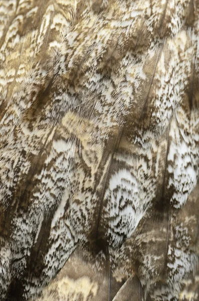 Büyük gri baykuş tüyü — Stok fotoğraf