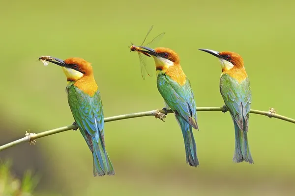 Kaštan vedl bee-eater — Stock fotografie