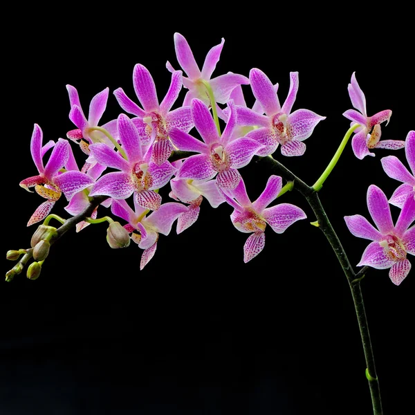 Hybryda Phalaenopsis — Zdjęcie stockowe