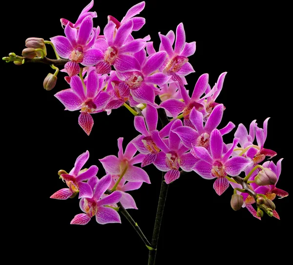 Phalaenopsis hybrid — Stock Photo, Image