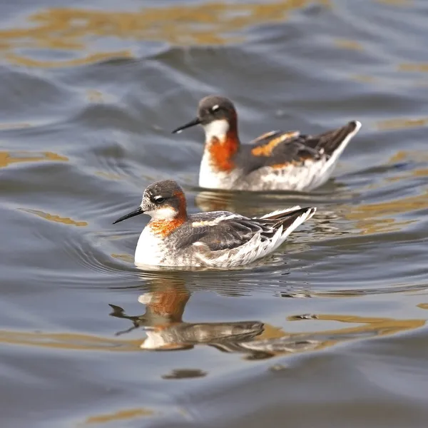 Punaniska-falarope — kuvapankkivalokuva