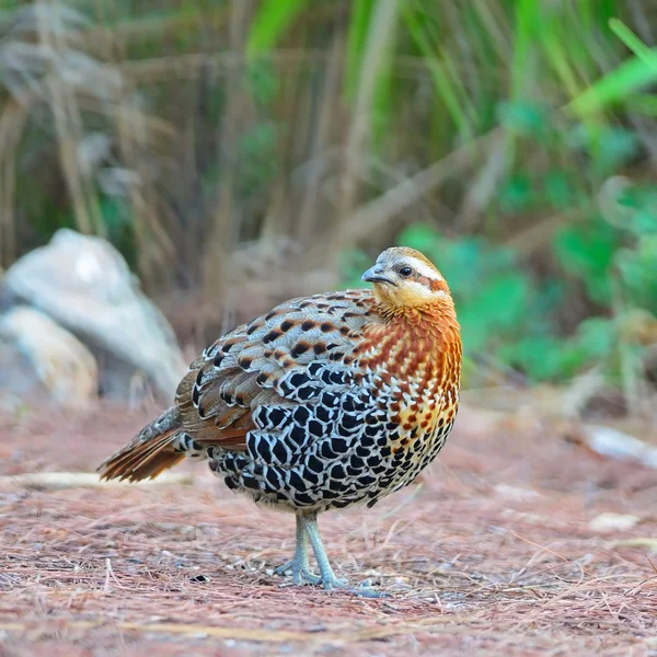 男性山竹ヤマウズラ — ストック写真