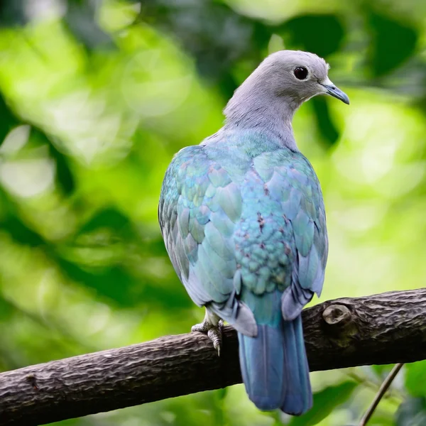 Green Imperial Pigeon — Stock Photo, Image