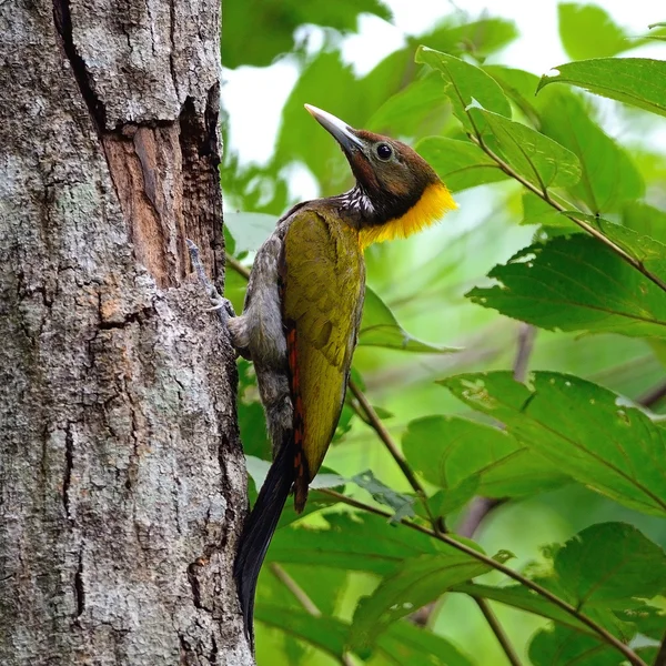 Yellow-naped Woodpecker — Stock Photo, Image