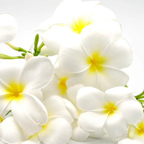 Plumeria — Stockfoto