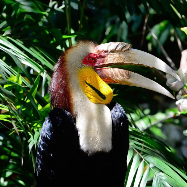 Hornbill con flores — Foto de Stock