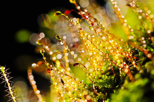 Acqua e muschio sfondo boken — Foto Stock