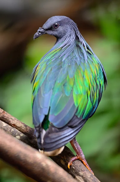 Pombo-nicobar — Fotografia de Stock