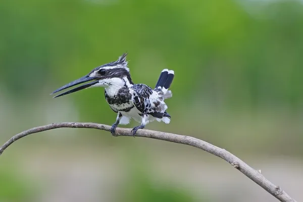 Macho Pied Kingfisher —  Fotos de Stock