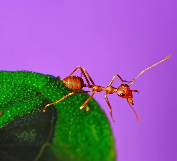 Röd myra — Stockfoto