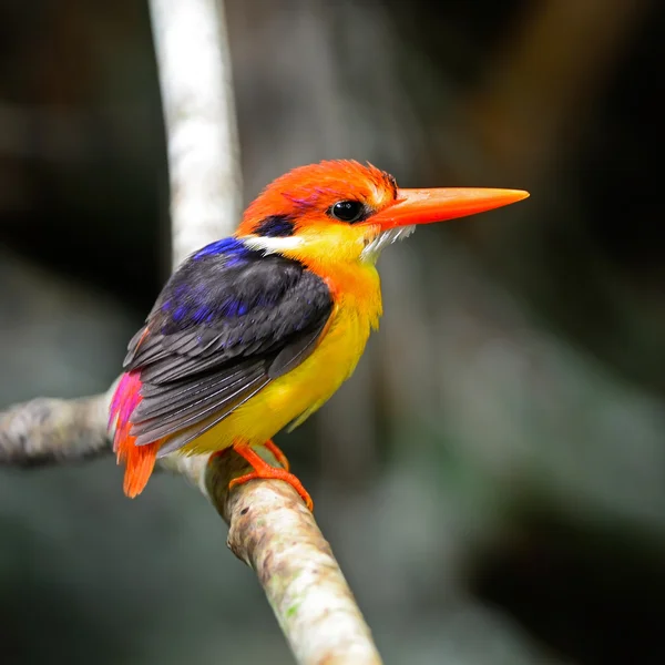 Kingfisher apoiado por negros — Fotografia de Stock