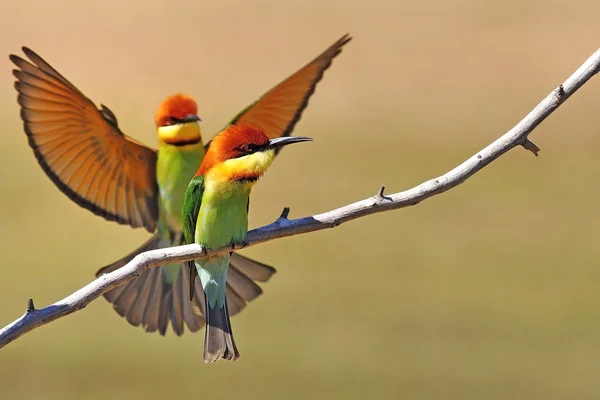 Comedor de abelhas cabeça de castanha (Merops leschenaulti ) — Fotografia de Stock