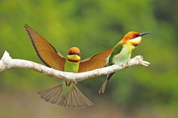 Kasztan headed bee eater — Zdjęcie stockowe