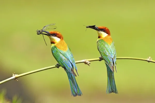 Comedor de abelhas cabeça de castanha — Fotografia de Stock