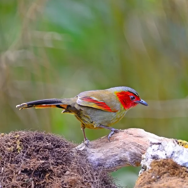 Scharlachsichtige Liocichla — Stockfoto