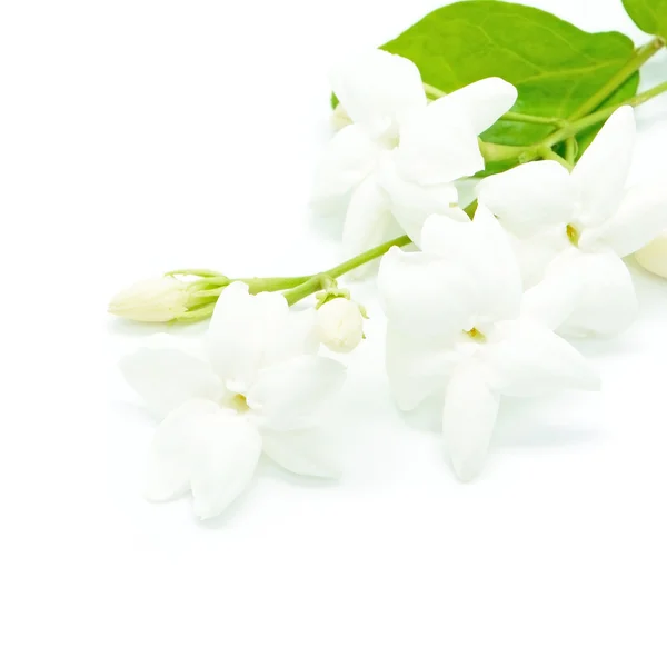 Jasmine — Stock Photo, Image