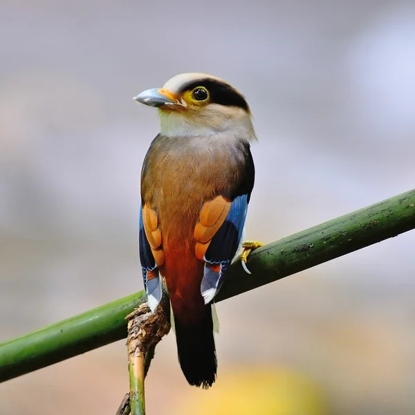 Male Silver-breasted Broadbill — Stock Photo, Image