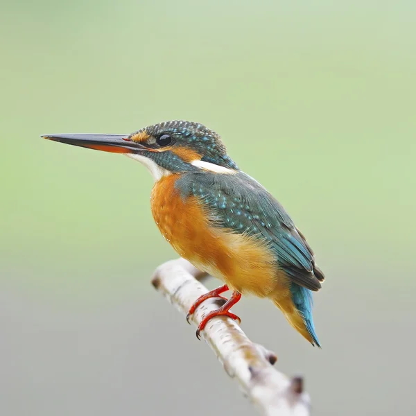 Pescador común — Foto de Stock