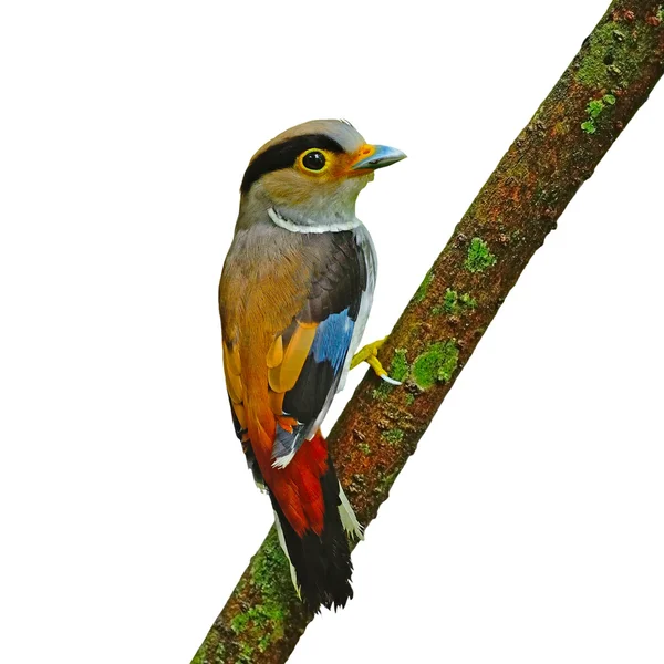 Ženské prsy silver broadbill — Stock fotografie