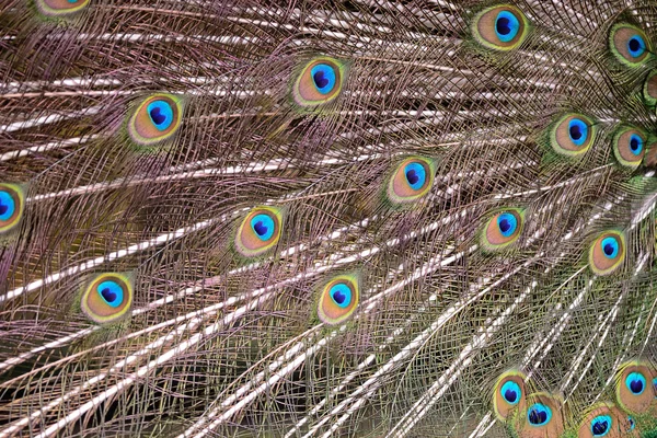 Green Peafowl feather — Stock Photo, Image