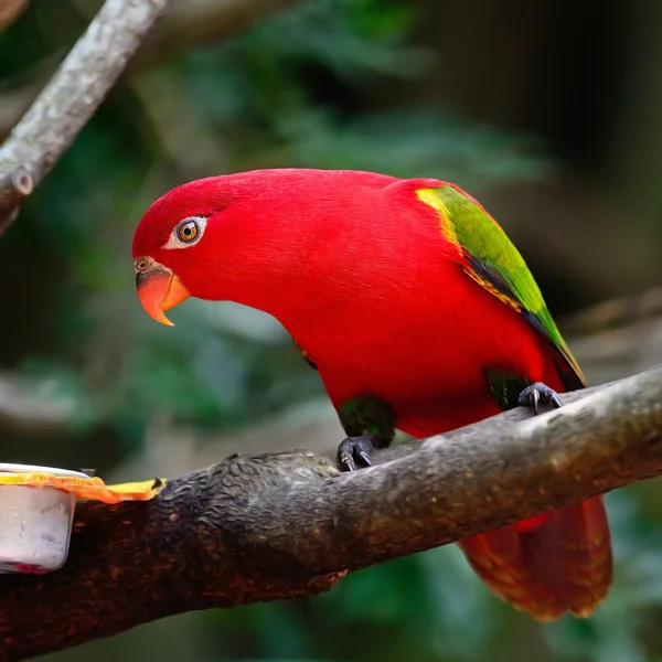 Lorikeet — Stock Photo, Image