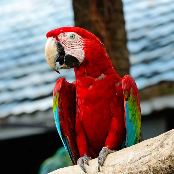 Greenwinged papoušek — Stock fotografie