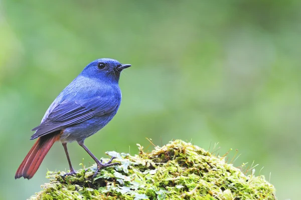 Plumbeous roodstaart — Stockfoto