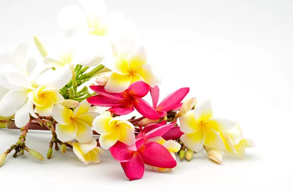 Plumeria — Fotografia de Stock