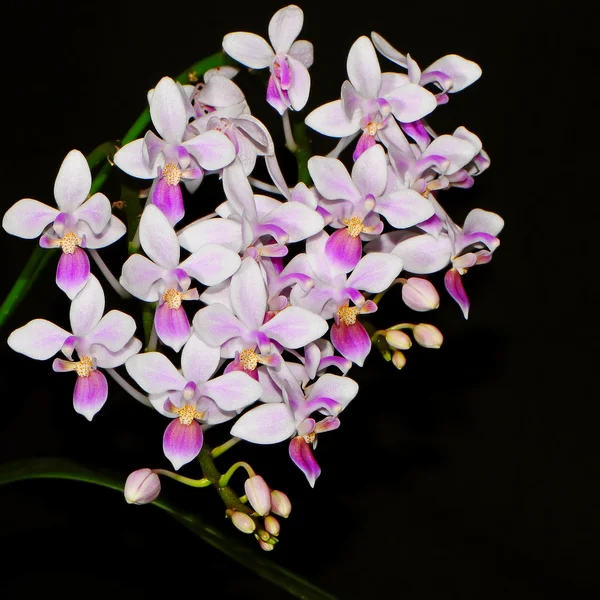 Phalaenopsis equestris — Stockfoto