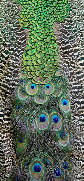 Piuma di Peafowl verde — Foto Stock