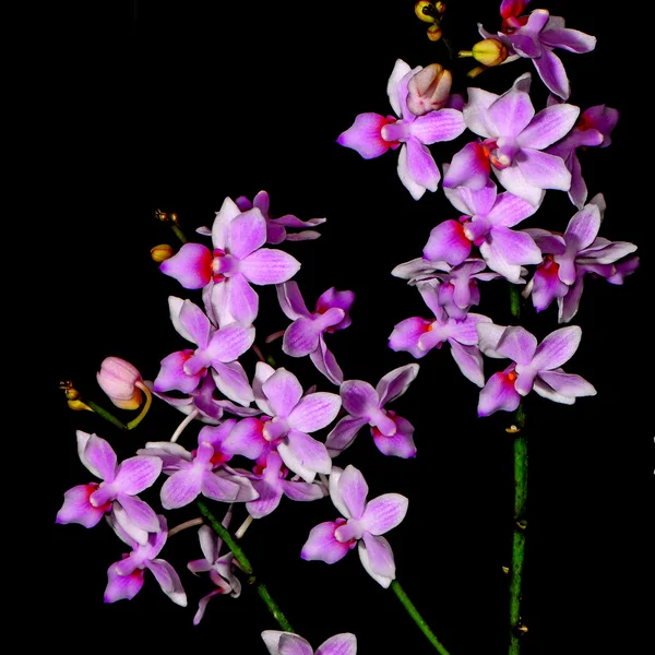 Phalaenopsis υβριδικό — Φωτογραφία Αρχείου