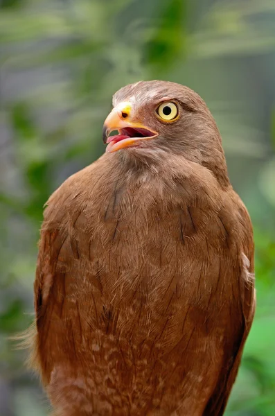 Rufous 공중을 난 독수리 — 스톡 사진