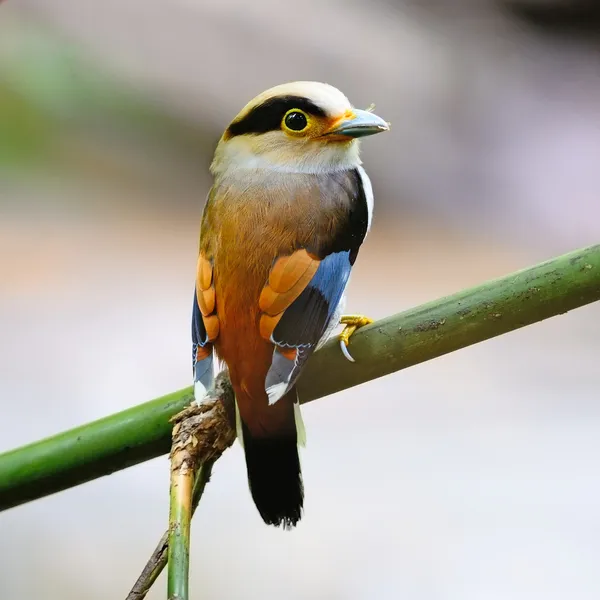 Samec silver-breasted broadbill — Stock fotografie