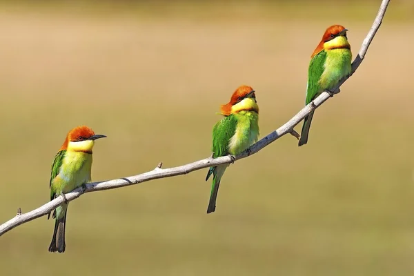 Kestane başlı arı kuşugiller — Stok fotoğraf