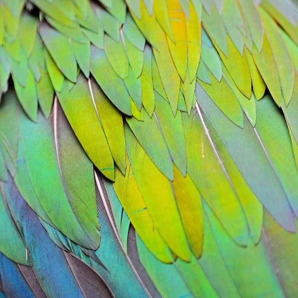 Pírko holub nikobarský — Stock fotografie