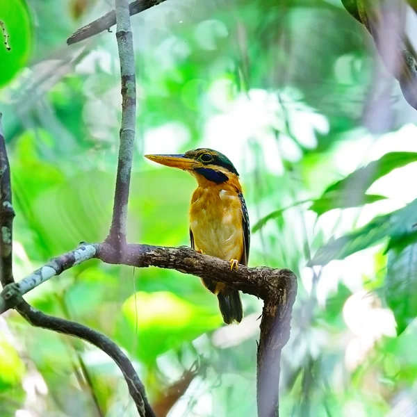 Kingfisher à collier roux — Photo