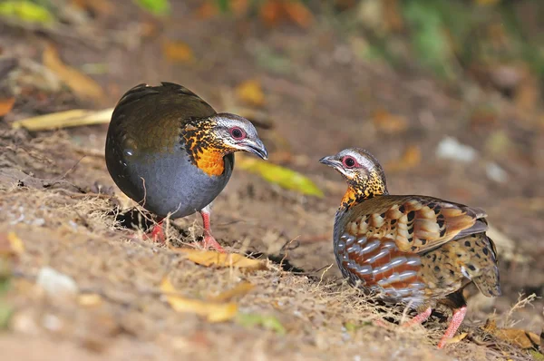 Rufous perlisty Kuropatwa — Zdjęcie stockowe