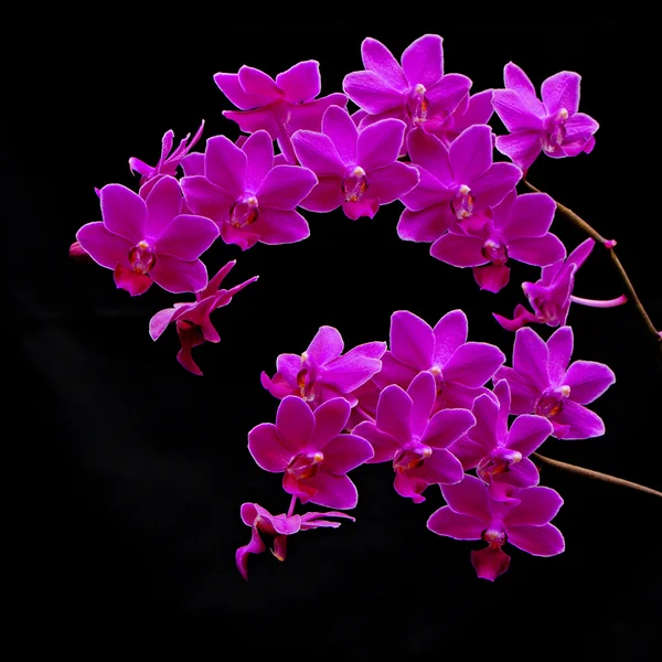 Phalaenopsis hybrid — Stock Photo, Image