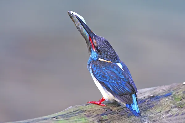 Martin-pêcheur à bandes bleues mâle — Photo