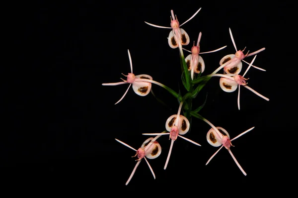 Habenaria rhodocheila — Stock fotografie